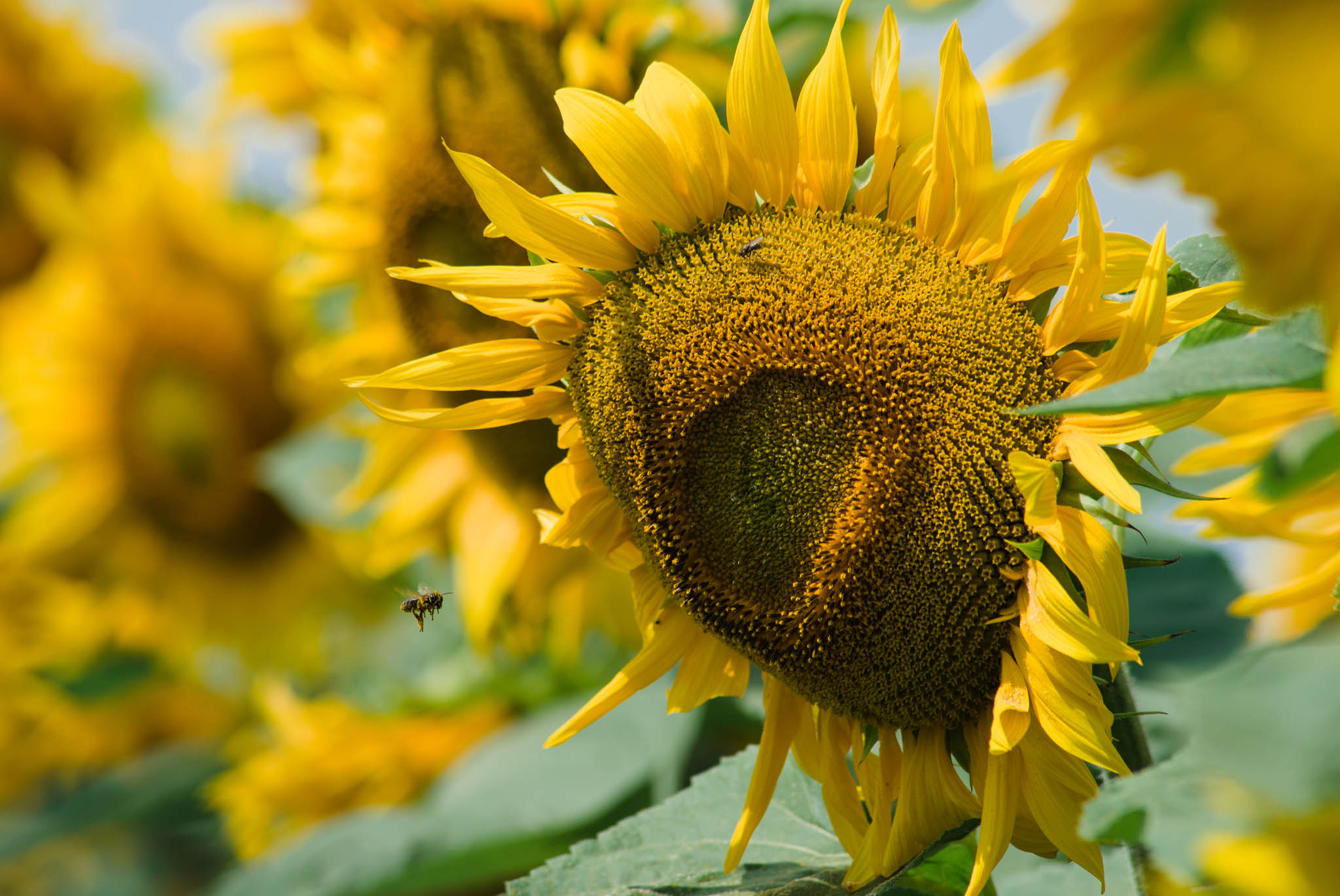 Indul a napraforgó fajtakísérlet